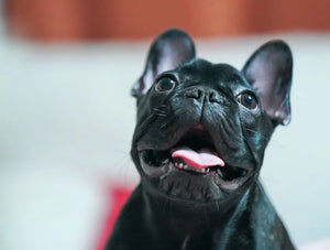 French Bulldog Grooming 101: Tips and Tricks for a Happy, Healthy Pup