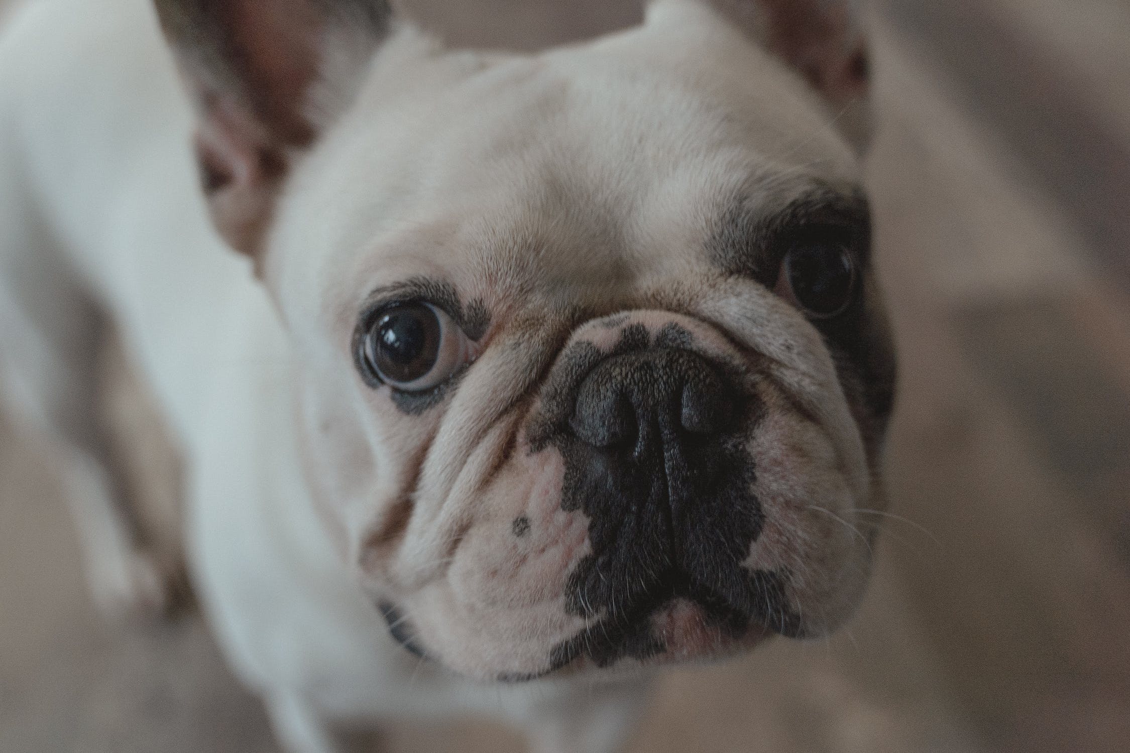 Why So Many Frenchies End Up In Rescue