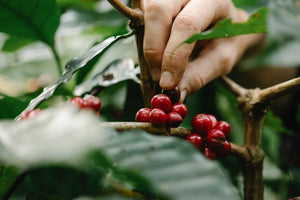 Colombian Coffee: A Taste of the Exotic and Delicious