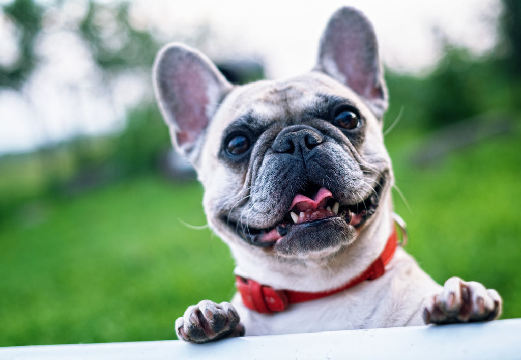 Top Tips for People Who Want to Get a Frenchie