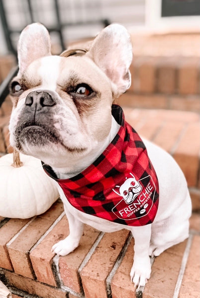 Pup Bandana - Frenchie Coffee Roasters